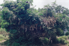 Calamus karnatakensis